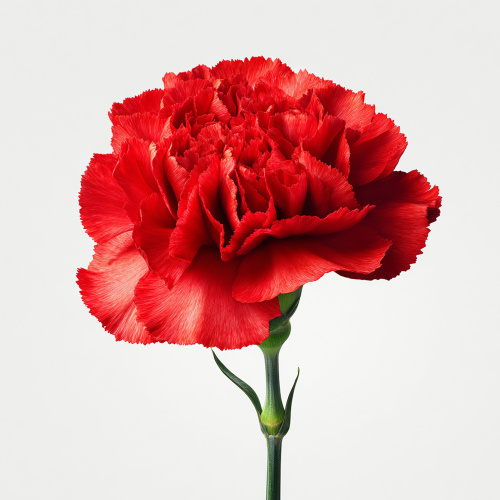 Гвоздика красная ПОШТУЧНО арт. 24