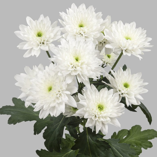 Хризантема кустовая МИКС ПОШТУЧНО арт. 19